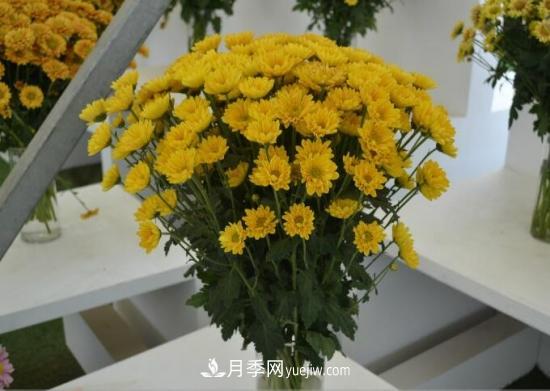 傳統(tǒng)的四大切花包括月季，菊花，康乃馨，劍蘭(圖3)