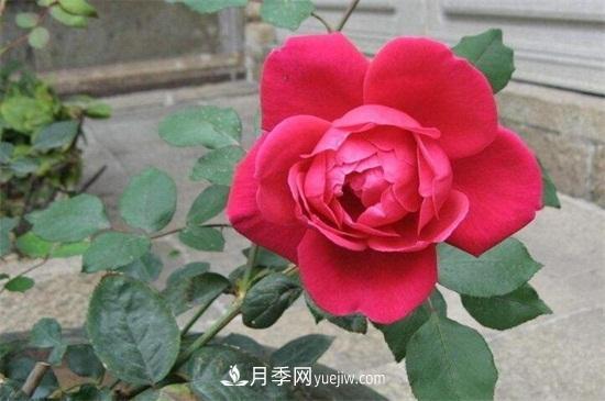 玫瑰花怎么養(yǎng)護(hù)？五步教你養(yǎng)好玫瑰花(圖3)