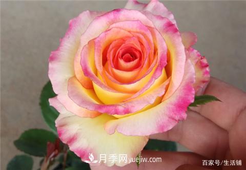 “***貴”的月季花，花朵大，顏色鮮艷，花香宜人(圖1)