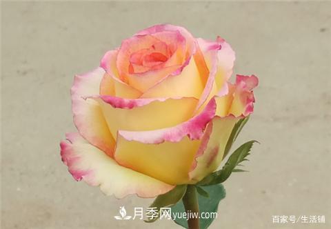 “***貴”的月季花，花朵大，顏色鮮艷，花香宜人(圖2)