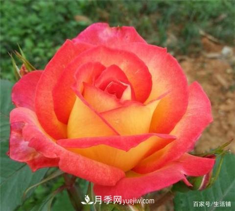 “***貴”的月季花，花朵大，顏色鮮艷，花香宜人(圖5)