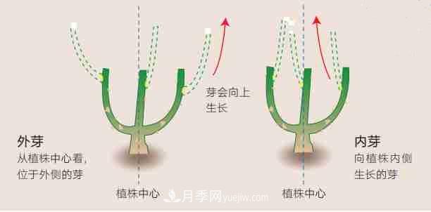 月季栽培養(yǎng)護指南，手把手教你冬季大花月季的修剪方法(圖2)