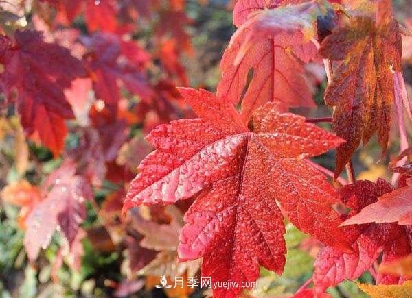 南陽苗木，美國紅楓管理知識介紹(圖2)