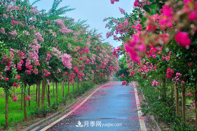 紫薇樹上常見的白粉病，應該怎么防治？(圖1)