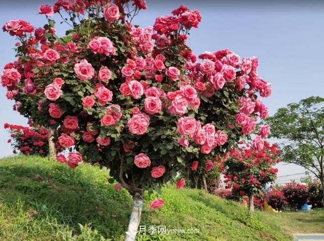 種了棵月季樹，花開幾十朵，個個比碗大，鄰居天天惦記(圖2)