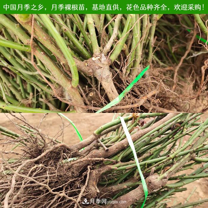 月季裸根苗種植技術(shù)(圖1)