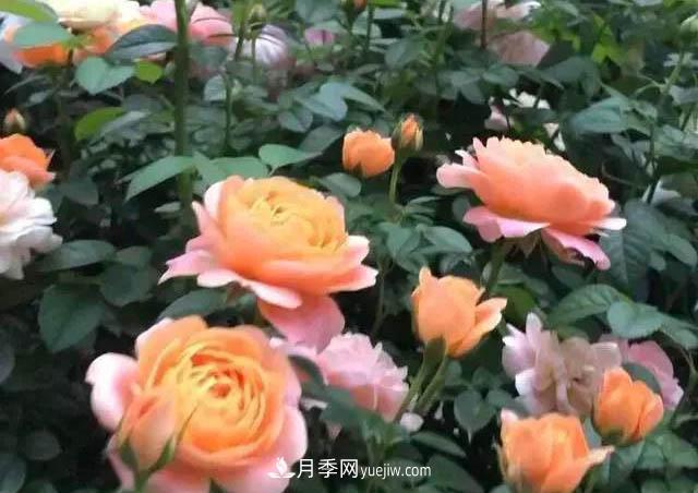 讓月季“秋花”多？學(xué)會(huì)正確“追肥”的方法，事半功倍(圖2)