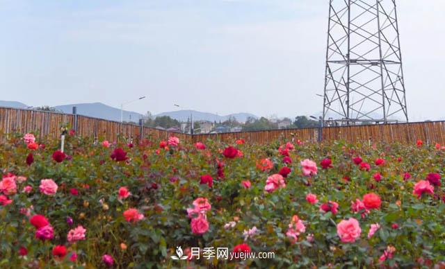 初冬賞花何處去？南京江寧這個近400畝的月季花海，趕緊安排！(圖2)