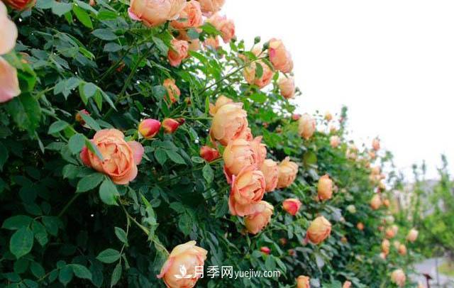 信陽百花園的香水月季花廊真美(圖3)