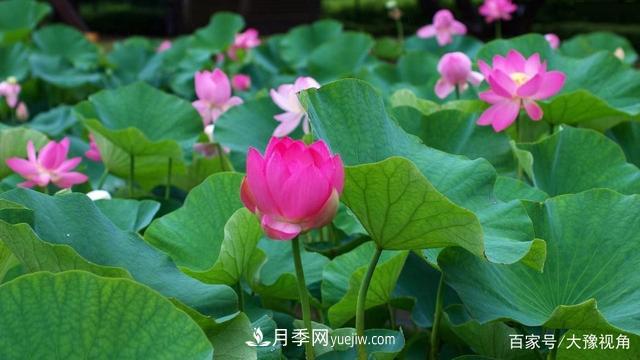 河南省各市市花，洛陽牡丹***出名，月季***受歡迎(圖5)