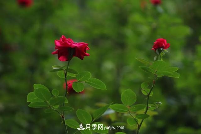 月季正紅：唯有此花開不厭，一年長占四時春(圖2)