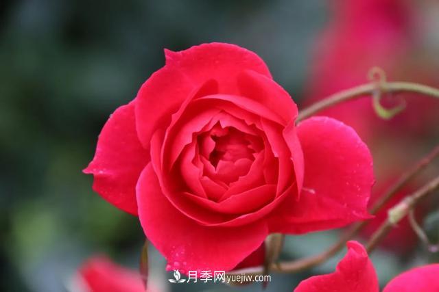 月季正紅：唯有此花開不厭，一年長占四時春(圖3)