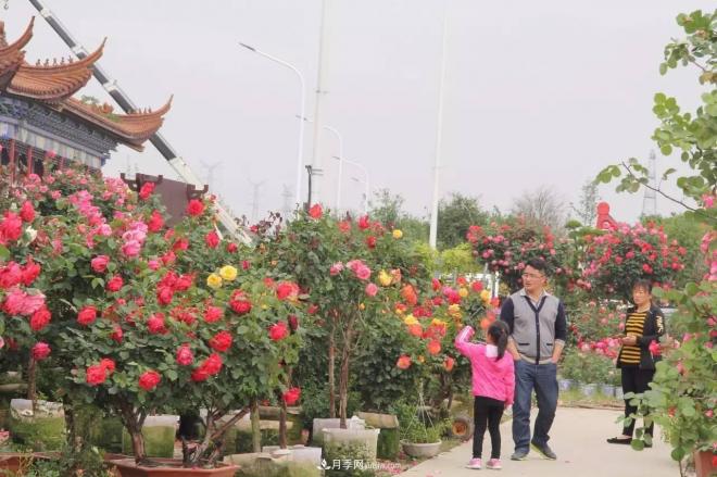 南陽月季批發(fā)：唯有此花開不厭，一年長占四時春(圖7)