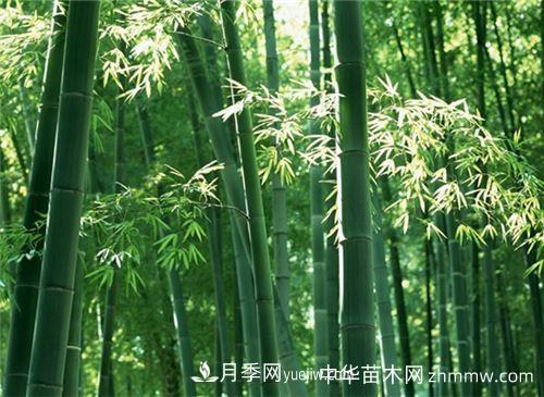 花中四君子是指哪些植物(圖1)