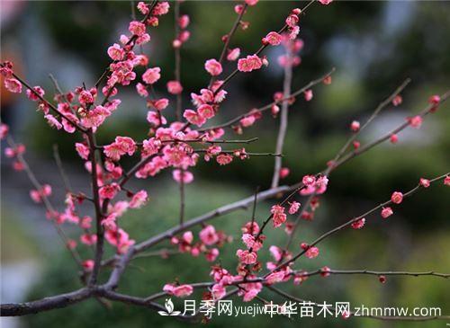 花中四君子是指哪些植物(圖3)