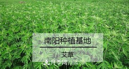 南陽艾草的種植方法，艾草的種植技巧(圖1)