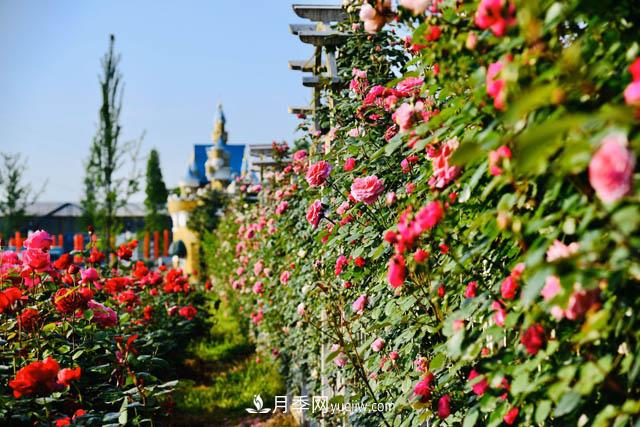 都江堰玫瑰花溪谷，打造中國(guó)美麗月季花海(圖1)