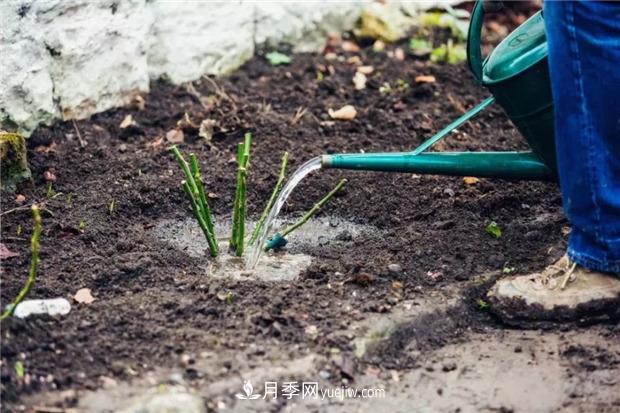 秋冬季節(jié)買的裸根月季苗，選購、上盆和恢復(fù)指南，南北地區(qū)差別大(圖3)