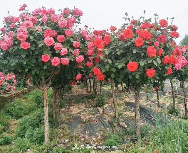 4個潮流綠化樹，樹狀月季超高性價比，打造盛夏花園(圖1)