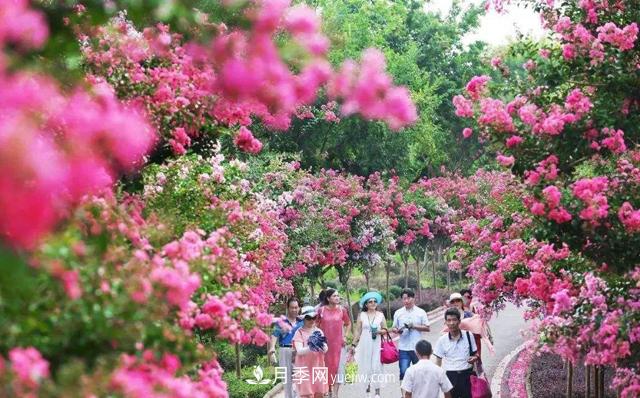 4個潮流綠化樹，樹狀月季超高性價比，打造盛夏花園(圖2)