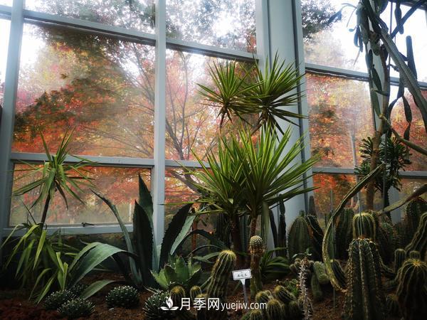 12種稀奇植物首次落戶鄭州植物園，免費(fèi)對(duì)外展覽(圖1)