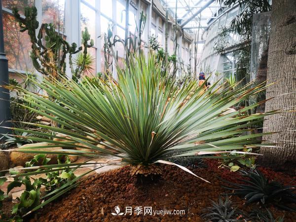 12種稀奇植物首次落戶鄭州植物園，免費(fèi)對(duì)外展覽(圖2)