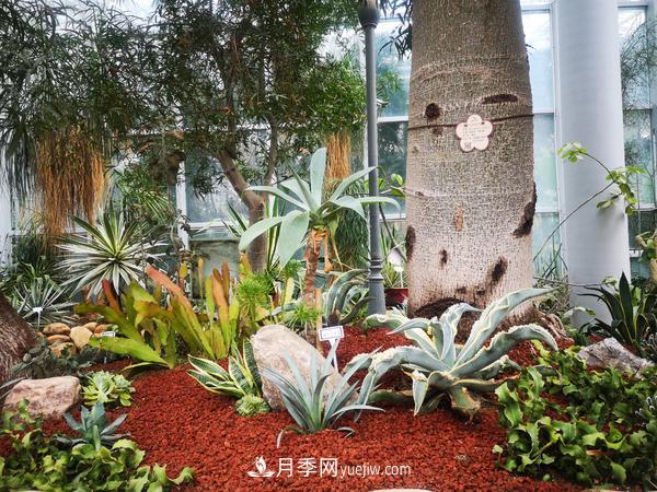 12種稀奇植物首次落戶鄭州植物園，免費(fèi)對(duì)外展覽(圖3)