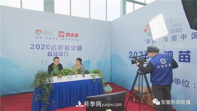 2600多種精品苗木花卉亮相2020合肥苗交會(huì)(圖3)