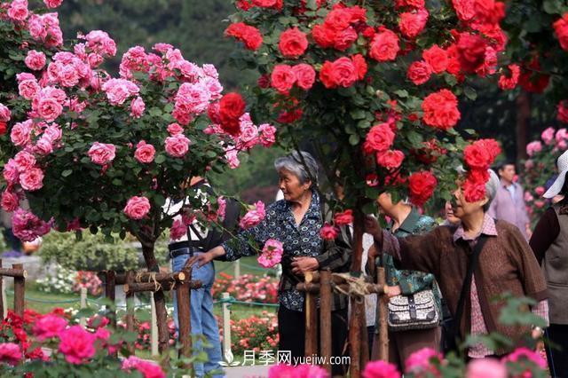 家庭園藝選擇樹狀月季，花期長生命力強(qiáng)種植簡單(圖2)