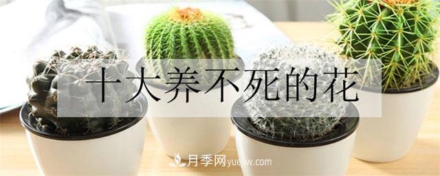 十大養(yǎng)不死的花(圖1)