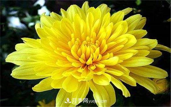 北方秋天開(kāi)的花有哪些？哪個(gè)***好養(yǎng)？(圖1)