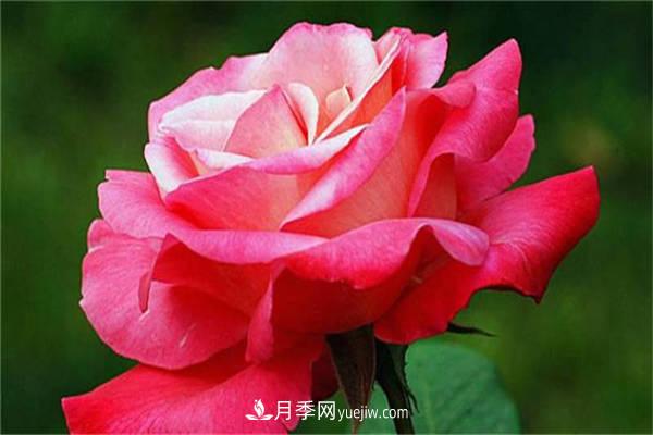 月季花的養(yǎng)殖方法，如何達(dá)到爆盆？(圖1)