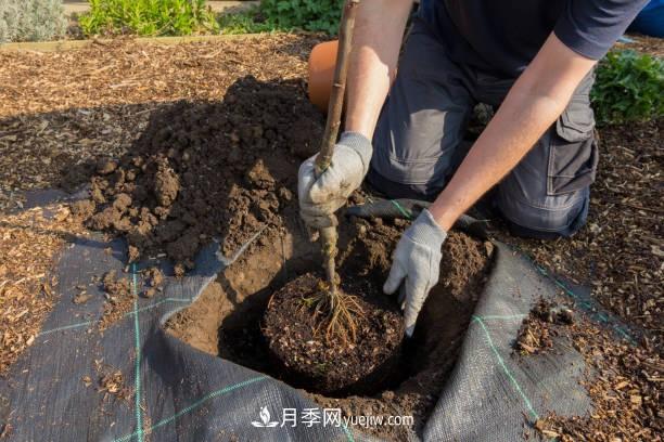 警惕！苗木交易中的常見騙術(圖1)