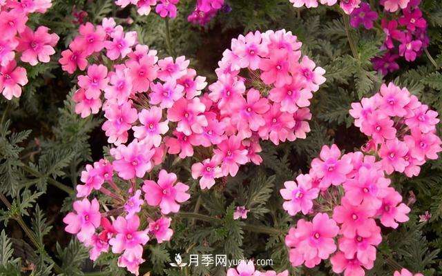 為啥這些花能脫穎而出，成為國慶花壇里的主流(圖6)