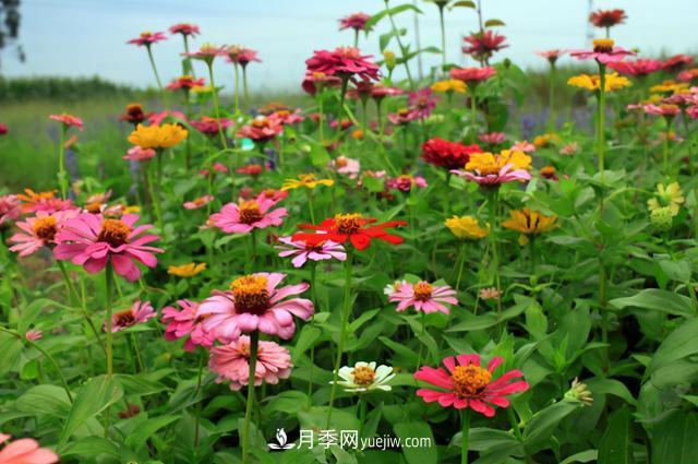 為啥這些花能脫穎而出，成為國慶花壇里的主流(圖7)