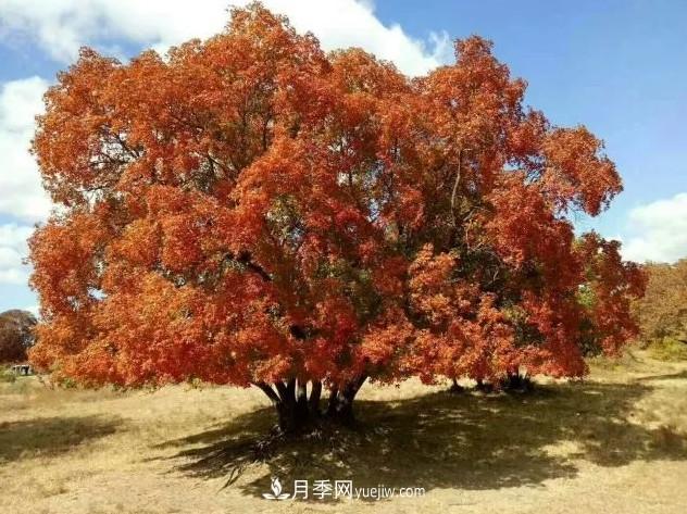 叢生苗木走俏，被稱為去庫存利器(圖2)