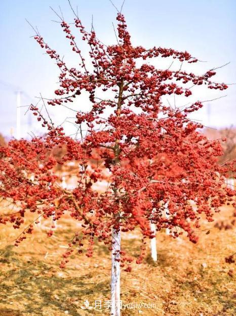 為什么這11種彩葉開(kāi)花喬木在園林綠化市場(chǎng)中反響不錯(cuò)(圖2)