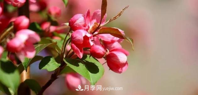 為什么這11種彩葉開(kāi)花喬木在園林綠化市場(chǎng)中反響不錯(cuò)(圖1)