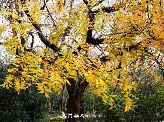 為什么這11種彩葉開(kāi)花喬木在園林綠化市場(chǎng)中反響不錯(cuò)(圖6)