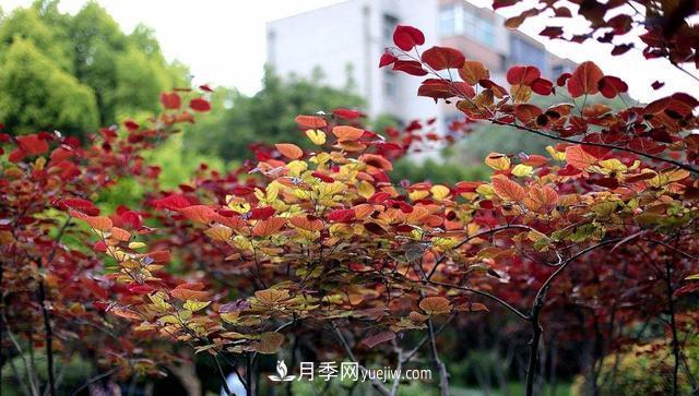 為什么這11種彩葉開(kāi)花喬木在園林綠化市場(chǎng)中反響不錯(cuò)(圖12)