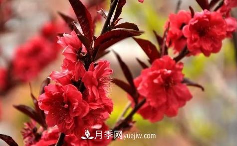 為什么這11種彩葉開(kāi)花喬木在園林綠化市場(chǎng)中反響不錯(cuò)(圖11)