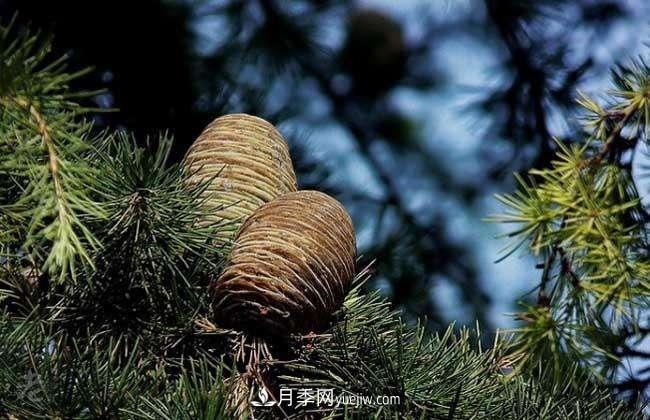 南陽雪松價(jià)格多少錢一棵？雪松基地報(bào)價(jià)行情(圖2)