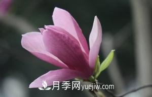 南召白玉蘭，廣玉蘭，紫玉蘭有什么區(qū)別，種植方法有哪些？(圖5)