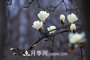 南召白玉蘭，廣玉蘭，紫玉蘭有什么區(qū)別，種植方法有哪些？(圖1)