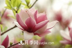 南召白玉蘭，廣玉蘭，紫玉蘭有什么區(qū)別，種植方法有哪些？(圖6)