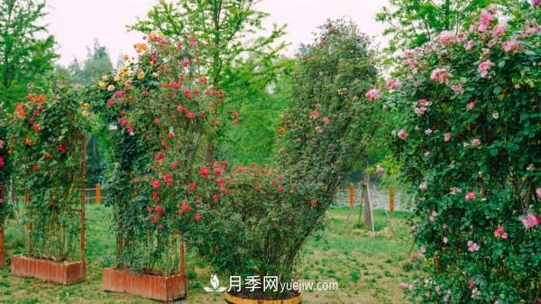 淮安市花月季為什么這樣“紅”？(圖1)