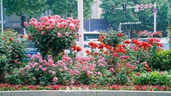 淮安市花月季為什么這樣“紅”？(圖3)