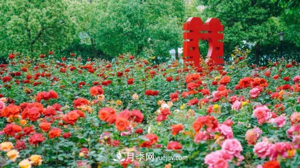 淮安市花月季為什么這樣“紅”？(圖5)