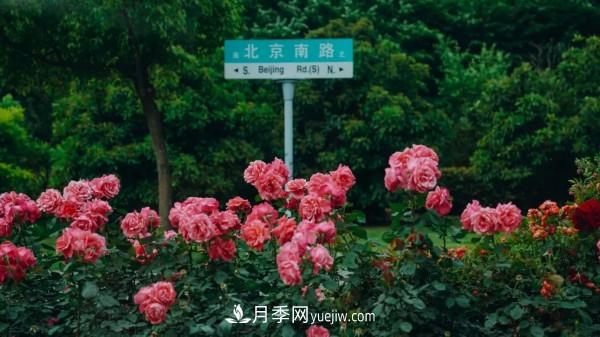 淮安市花月季為什么這樣“紅”？(圖4)