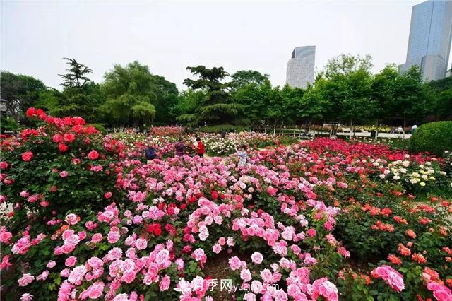 天津適合養(yǎng)月季，市花和市樹是什么(圖1)